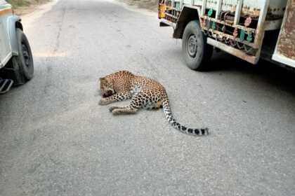 Leopard found dead on road in Punjab