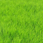 पंजाब के किसानों के लिए खुशखबरी