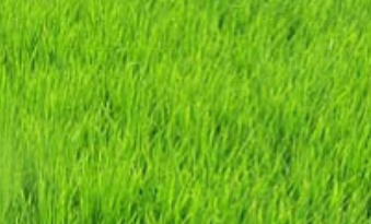 पंजाब के किसानों के लिए खुशखबरी