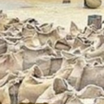 पंजाब में किसानों के लिए खड़ी हुई बड़ी मुसीबत!