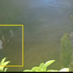 Jalandhar: रिहायशी इलाके में Attack