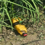 Border पर पाकिस्तान की नापाक हरकत