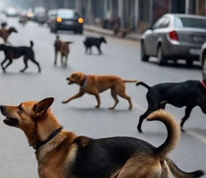 आवारा कुत्तों को लेकर फिर सख्त हुआ हाईकोर्ट