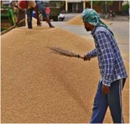 Punjab की इस मंडी में करोड़ों का घोटाला