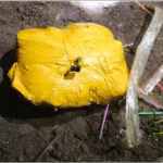 पंजाब पुलिस और BSF का बड़ा Action