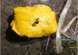 पंजाब पुलिस और BSF का बड़ा Action