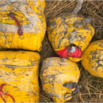 बॉर्डर पर 100 करोड़ की हेरोइन सहित 4 तस्कर गिरफ्तार