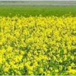 खेतीबाड़ी विभाग ने जारी की चेतावनी