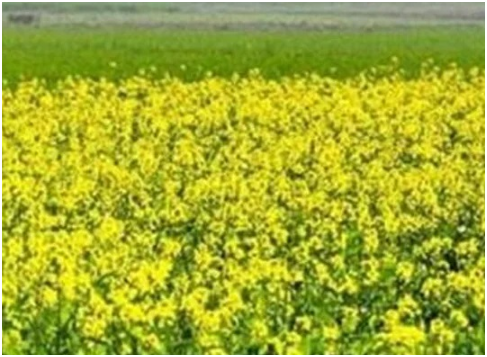 खेतीबाड़ी विभाग ने जारी की चेतावनी