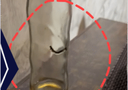 जालंधर की मशहूर बेकरी में कोल्ड ड्रिंक से निकले कीड़े