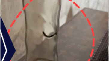 जालंधर की मशहूर बेकरी में कोल्ड ड्रिंक से निकले कीड़े