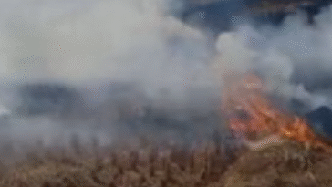 गेहूं के अवशेष जलाने के 44 मामले दर्ज