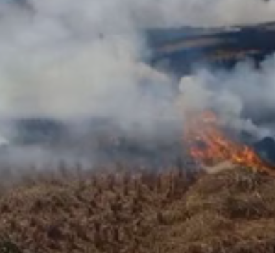 गेहूं के अवशेष जलाने के 44 मामले दर्ज