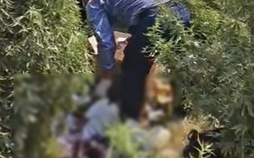 Jalandhar : कूड़े के ढेर से नवजात का श+व बरामद